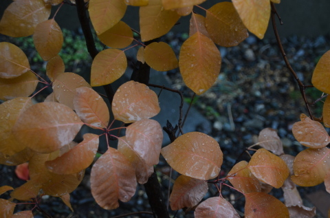 雨ふり 庭の花_c0171406_16123934.jpg