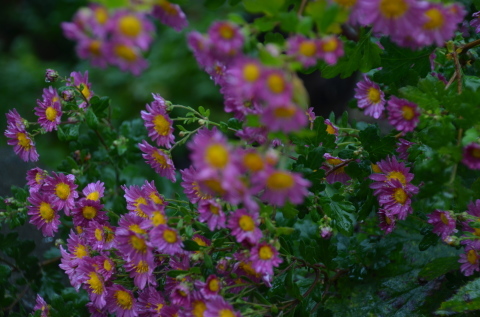 雨ふり 庭の花_c0171406_16131022.jpg