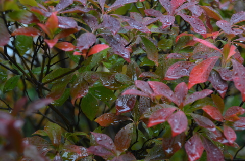 雨ふり 庭の花_c0171406_16134304.jpg