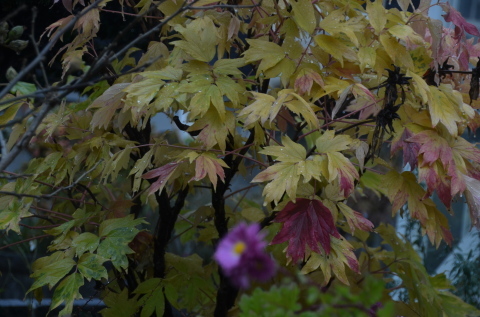 雨ふり 庭の花_c0171406_16141902.jpg
