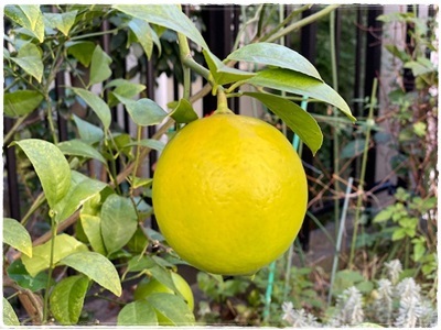 まんまるレモン_e0248268_22185934.jpg