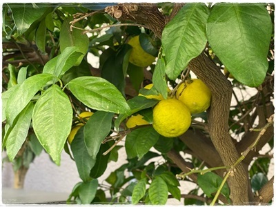 まんまるレモン_e0248268_22215626.jpg
