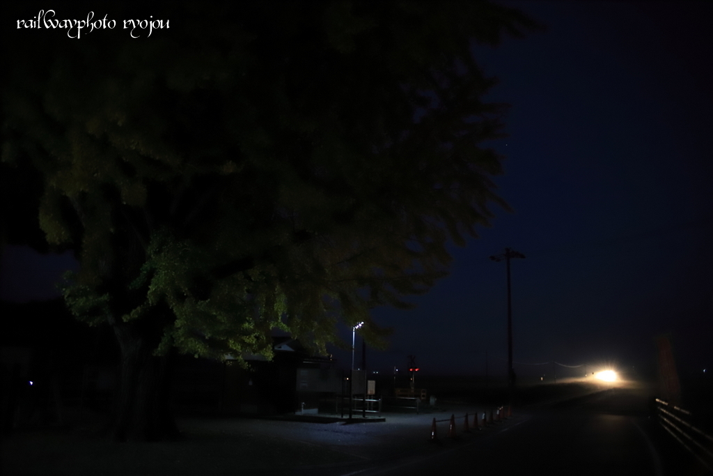 北条鉄道網引駅のイチョウに秋色を求めて VOL1~2019年11月_e0358678_15065565.jpg