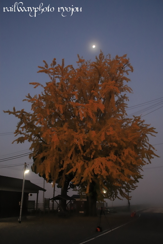 北条鉄道網引駅のイチョウに秋色を求めて VOL2~2019年11月_e0358678_15075011.jpg