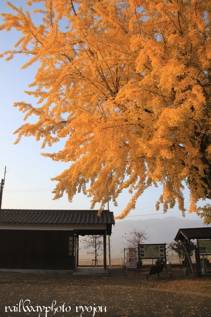 北条鉄道網引駅のイチョウに秋色を求めて VOL3~2019年11月_e0358678_15081524.jpg
