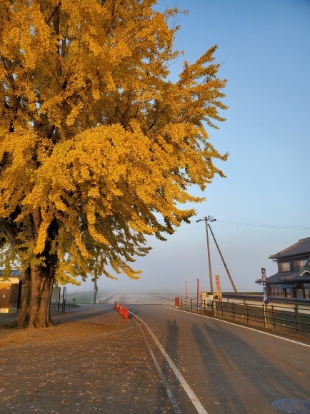 北条鉄道網引駅のイチョウに秋色を求めて VOL3~2019年11月_e0358678_16413535.jpg