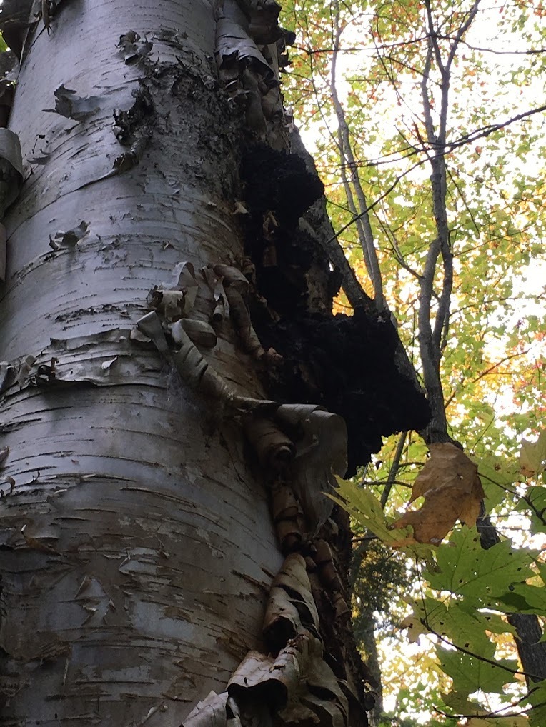 森のダイヤモンド - チャーガマッシュルーム_d0063120_07065862.jpg