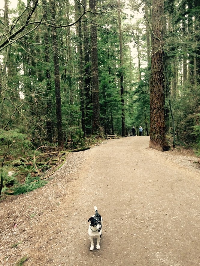 森のダイヤモンド - チャーガマッシュルーム_d0063120_10415022.jpg