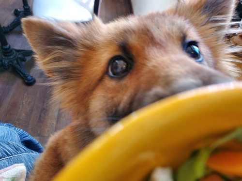 【お知らせ】八王子いぬ親会 中止になりました_d0183577_21030912.jpg