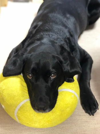 ♪ 3.11とトリッシュ ♪_c0161772_00562496.jpg