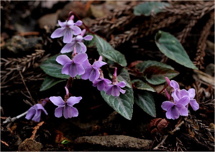 ☆ 山裾に咲く花 ☆_f0181173_17134669.jpg