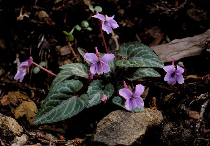 ☆ 山裾に咲く花 ☆_f0181173_17140815.jpg