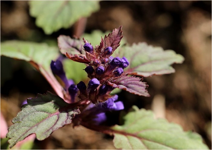 ☆ 山裾に咲く花 ☆_f0181173_17150296.jpg