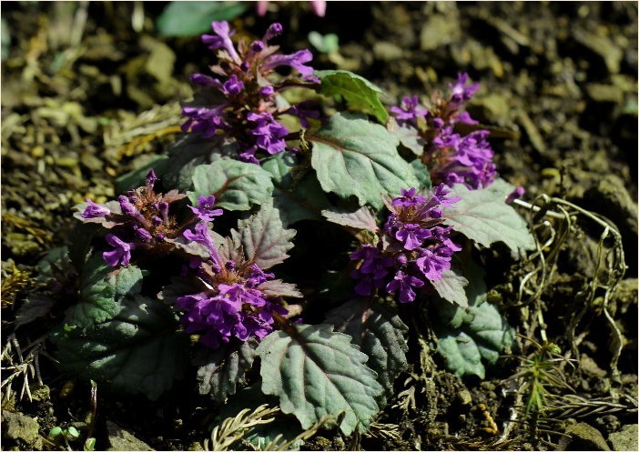 ☆ 山裾に咲く花 ☆_f0181173_17151394.jpg