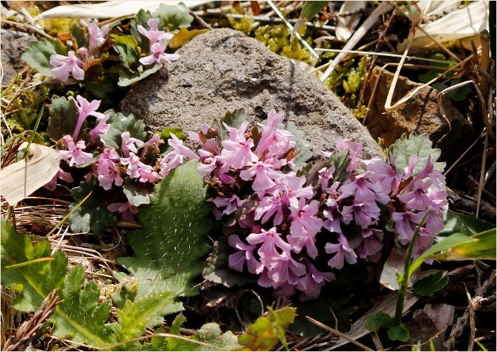 ☆ 山裾に咲く花 ☆_f0181173_17162957.jpg