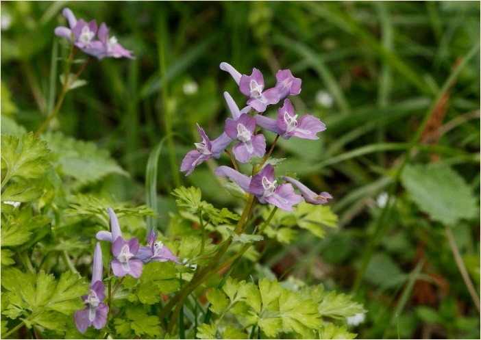 ☆ 山裾に咲く花 ☆_f0181173_17172958.jpg