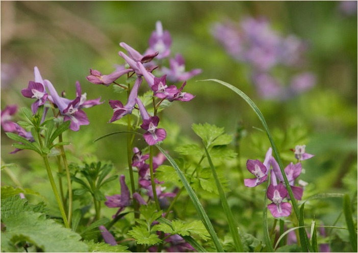 ☆ 山裾に咲く花 ☆_f0181173_17173865.jpg