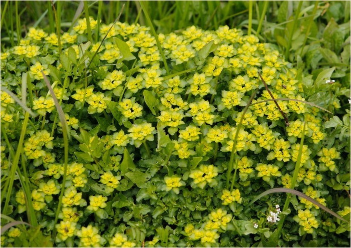 ☆ 山裾に咲く花 ☆_f0181173_17180533.jpg