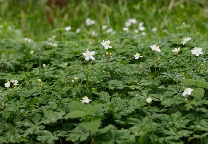 ☆ 山裾に咲く花 ☆_f0181173_17223016.jpg