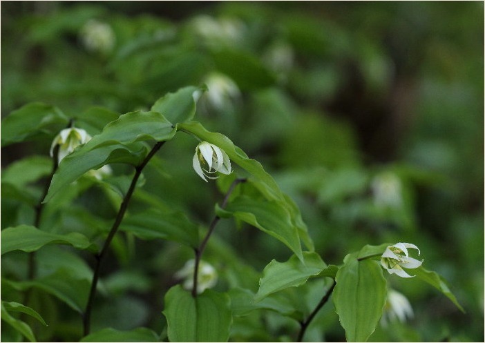 ☆ 山裾に咲く花 ☆_f0181173_17232497.jpg