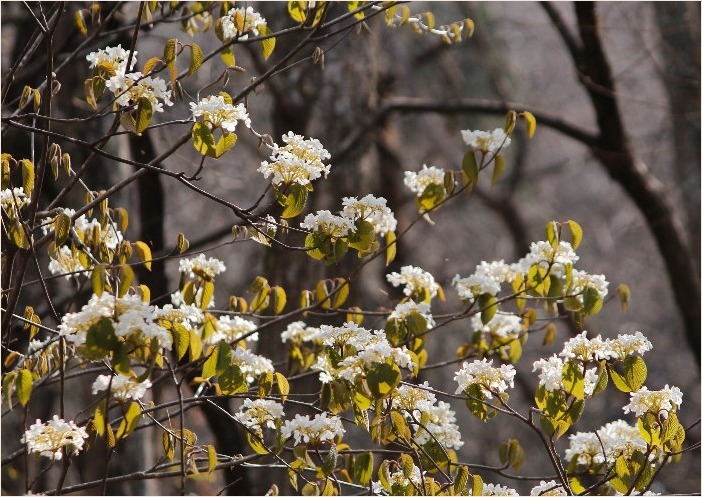 ☆ 山裾に咲く花 ☆_f0181173_17244238.jpg