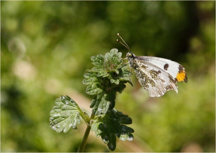 ☆ 黒いチョウ ☆_f0181173_16130036.jpg