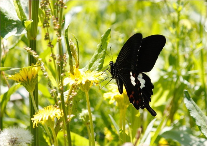 ☆ 黒いチョウ ☆_f0181173_16155046.jpg