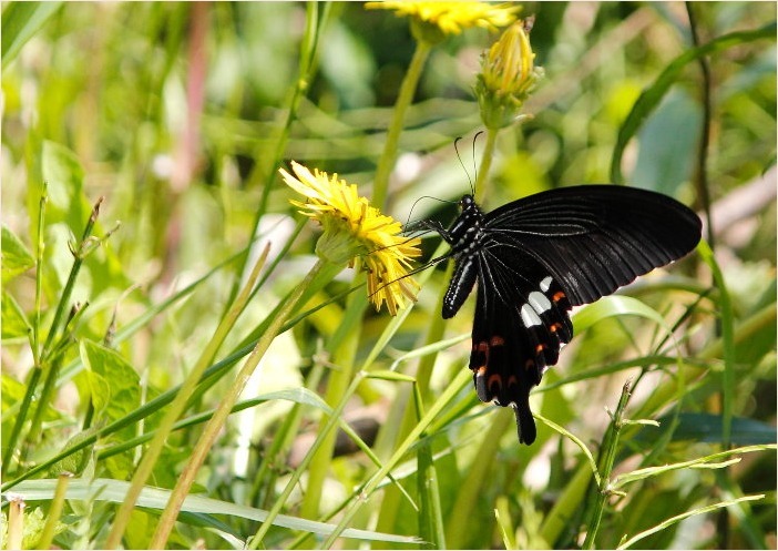 ☆ 黒いチョウ ☆_f0181173_16160075.jpg