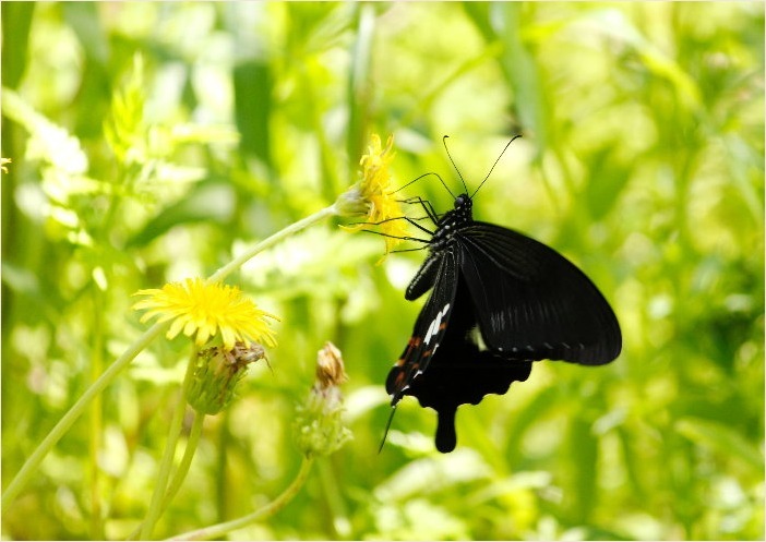 ☆ 黒いチョウ ☆_f0181173_16161097.jpg