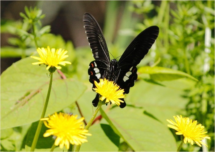 ☆ 黒いチョウ ☆_f0181173_16162115.jpg