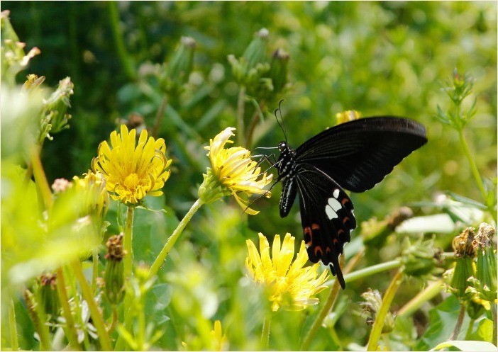 ☆ 黒いチョウ ☆_f0181173_16163392.jpg