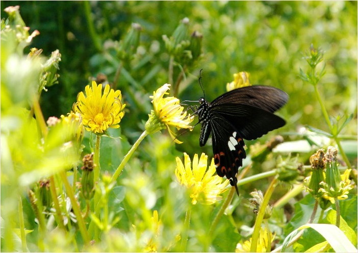 ☆ 黒いチョウ ☆_f0181173_16164454.jpg