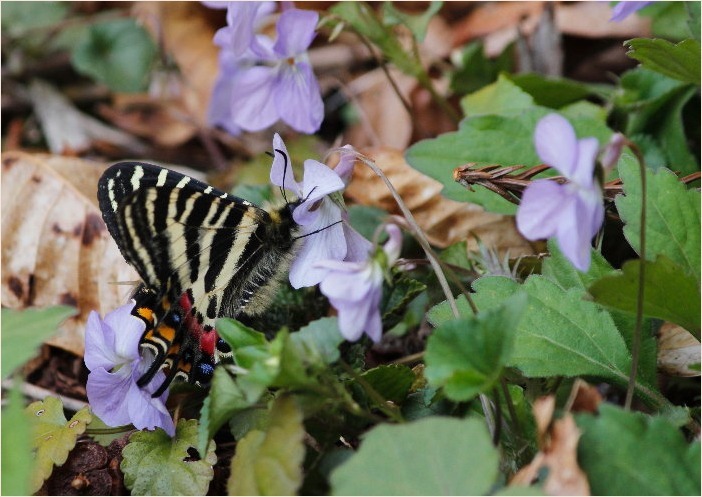 ☆ ギフチョウ ☆_f0181173_16240769.jpg