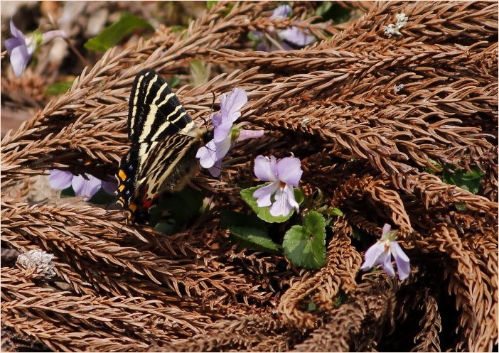 ☆ ギフチョウ ☆_f0181173_16251318.jpg