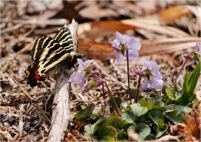 ☆ ギフチョウ ☆_f0181173_16252711.jpg