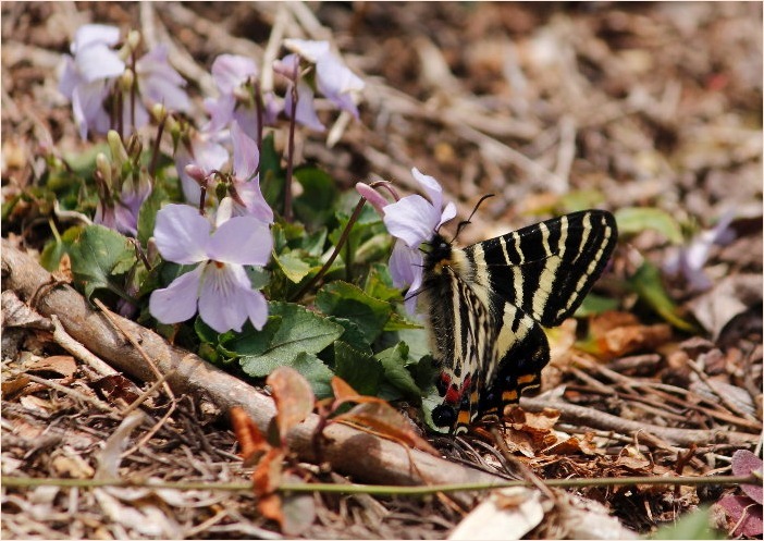 ☆ ギフチョウ ☆_f0181173_16253786.jpg
