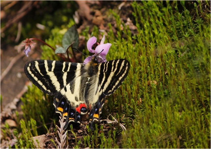 ☆ ギフチョウ ☆_f0181173_16254849.jpg