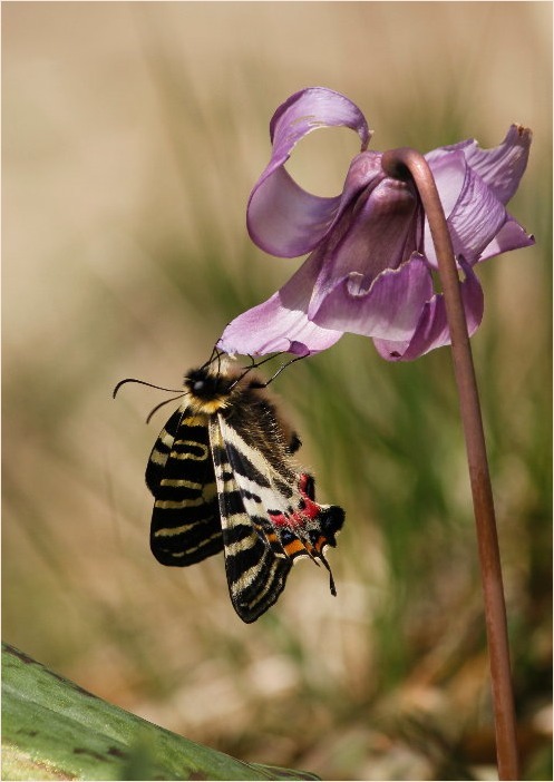 ☆ ギフチョウ ☆_f0181173_16273674.jpg