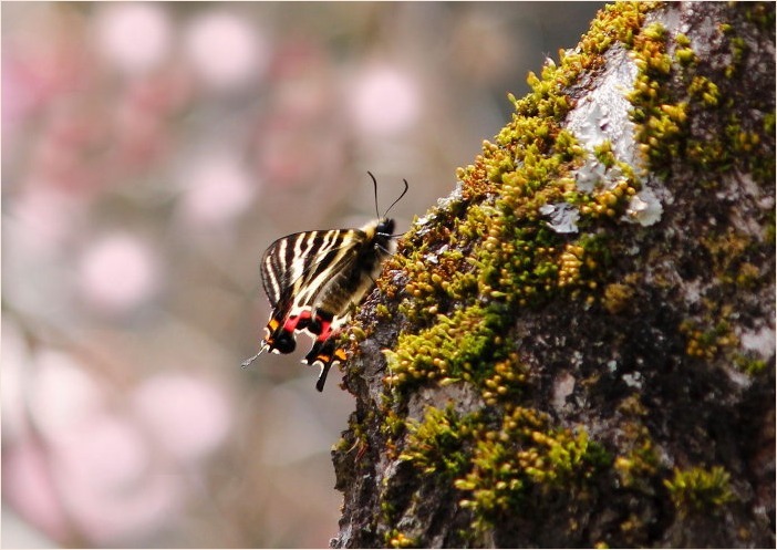 ☆ ギフチョウ ☆_f0181173_16284726.jpg