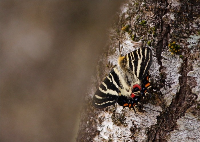 ☆ ギフチョウ ☆_f0181173_16285864.jpg