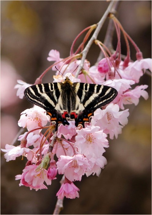 ☆ ギフチョウ ☆_f0181173_16290598.jpg