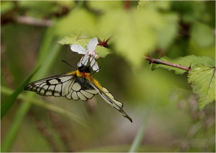 ☆ 交尾嚢をつけて ☆_f0181173_17344338.jpg