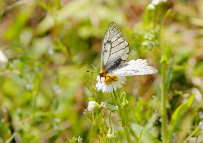 ☆ 交尾嚢をつけて ☆_f0181173_17353802.jpg