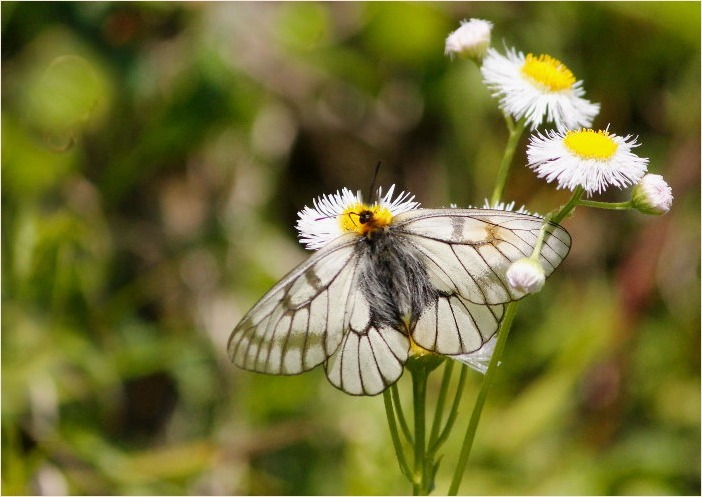 ☆ 交尾嚢をつけて ☆_f0181173_17355437.jpg