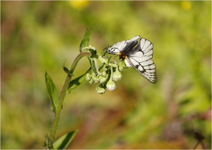 ☆ 交尾嚢をつけて ☆_f0181173_17363495.jpg