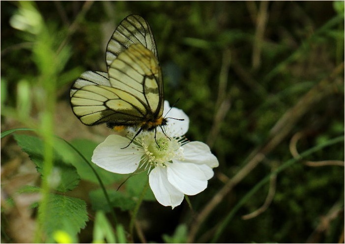 ☆ 交尾嚢をつけて ☆_f0181173_17370617.jpg