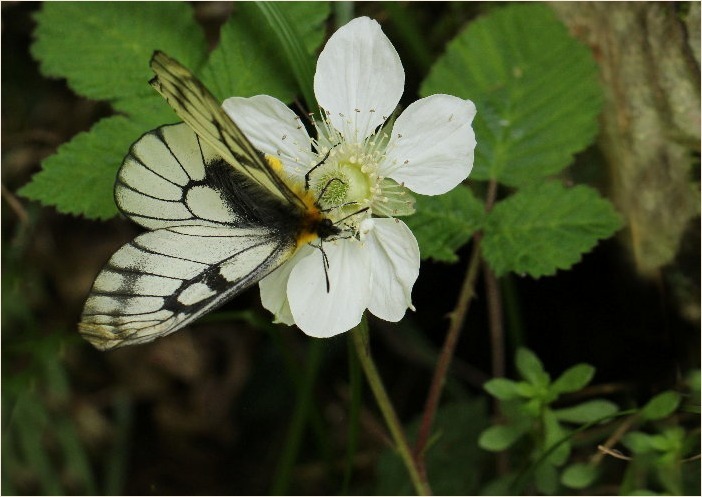 ☆ 交尾嚢をつけて ☆_f0181173_17371584.jpg