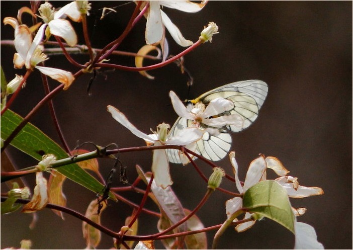 ☆ 交尾嚢をつけて ☆_f0181173_17394391.jpg