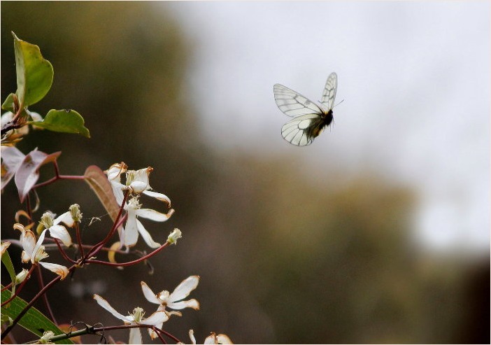 ☆ 交尾嚢をつけて ☆_f0181173_17395572.jpg