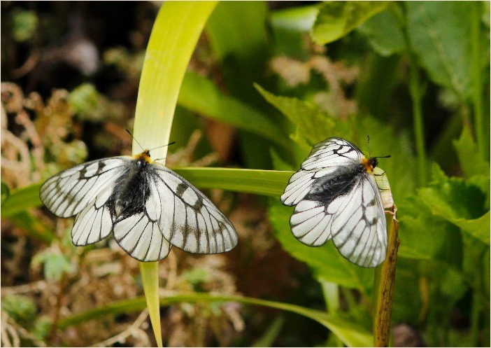 ☆ 交尾嚢をつけて ☆_f0181173_17411066.jpg